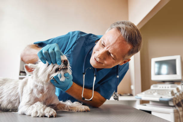 Best Emergency Treatment for Toothache in Hurlock, MD